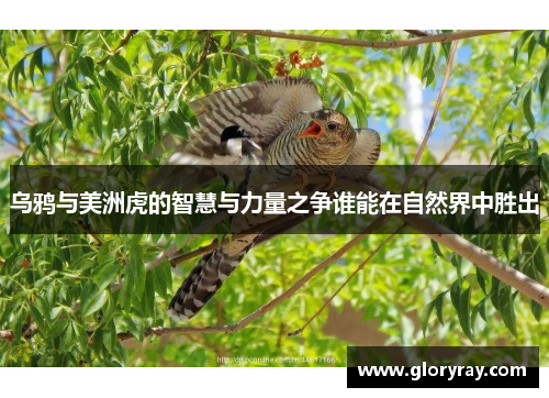 乌鸦与美洲虎的智慧与力量之争谁能在自然界中胜出